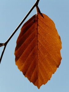 Tree forest branch plant Photo