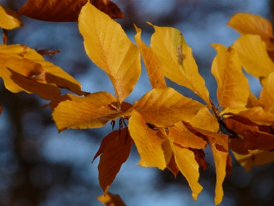 Tree forest branch plant Photo