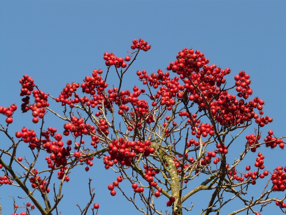 Baum natur zweig blüte