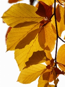 Tree forest branch plant Photo