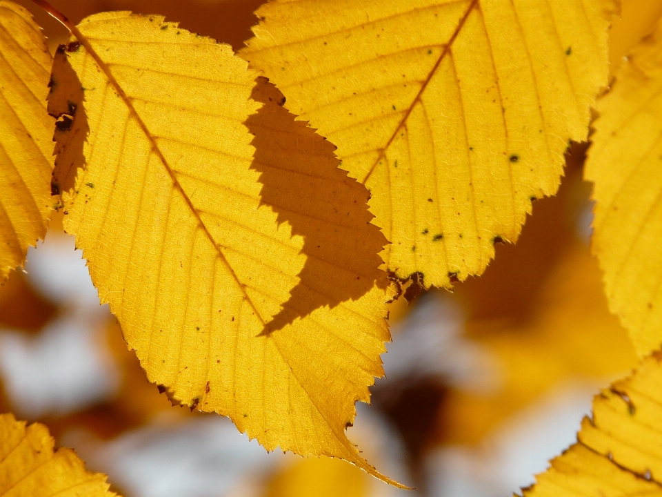 Tree forest branch plant