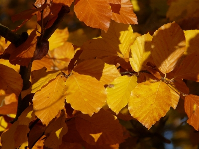 Tree forest branch plant Photo