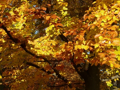 Foto Faggio
 fagus sylvatica
 vicino
 albero deciduo
