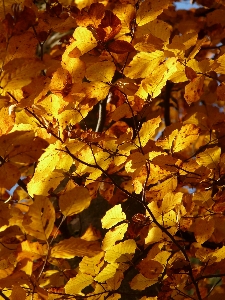 Tree forest branch plant Photo