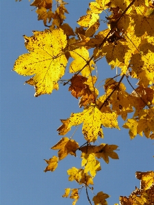 Tree forest branch plant Photo