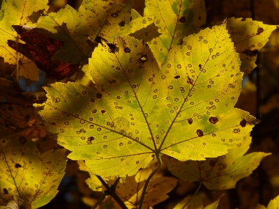 Foto Acero di montagna
 acer pseudoplatano
