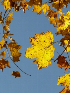 Tree forest branch plant Photo