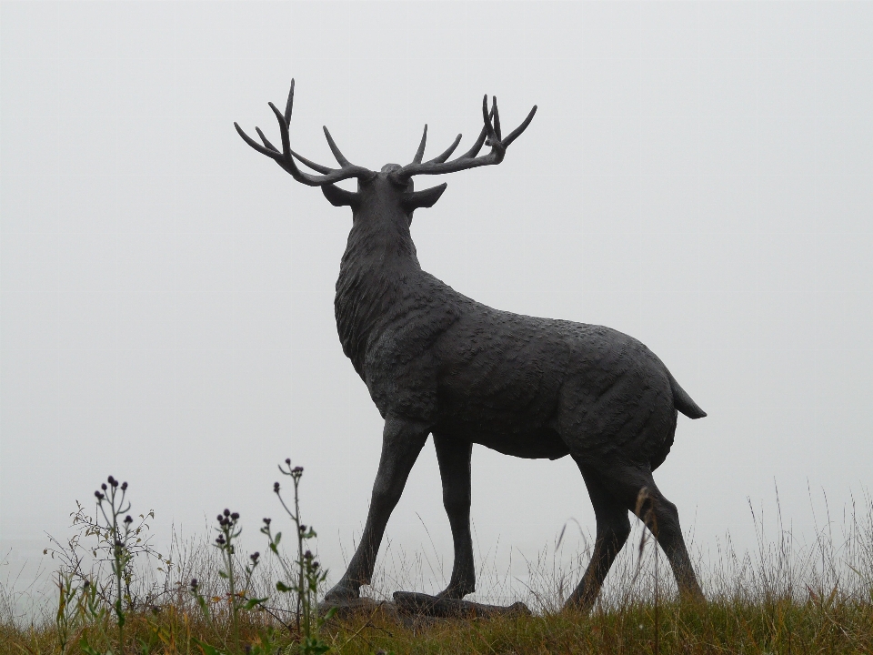 Nebel tierwelt reh säugetier