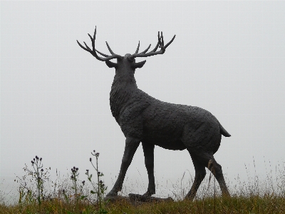 Fog wildlife deer mammal Photo