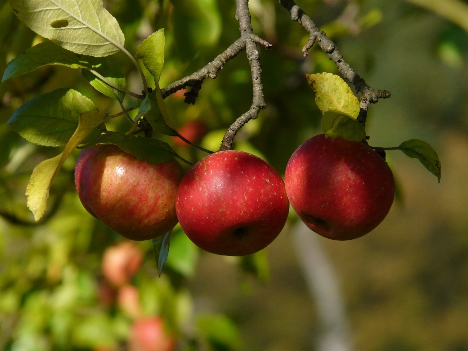 Apple zweig anlage frucht