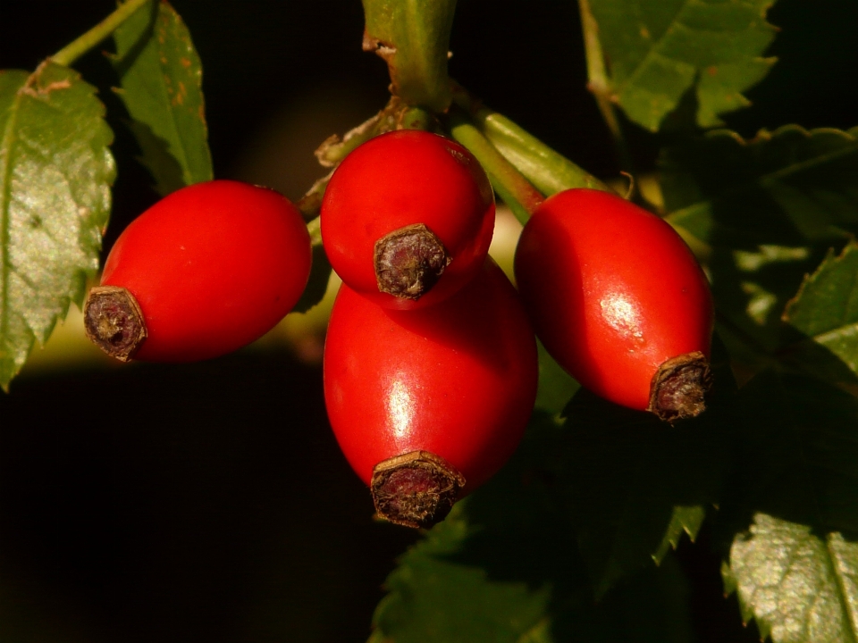 Food red rose hip plant