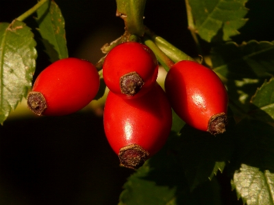 Food red rose hip plant Photo