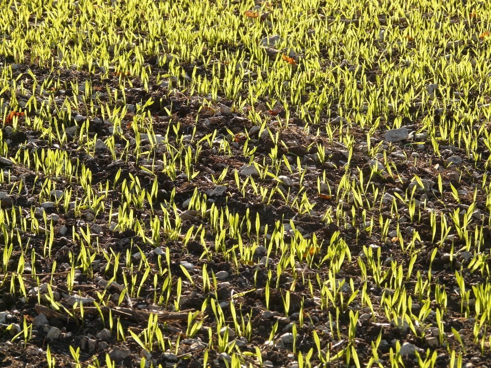 Gras licht feld gerste