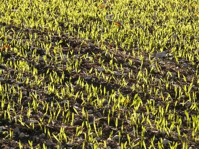 Foto Grama luz campo cevada