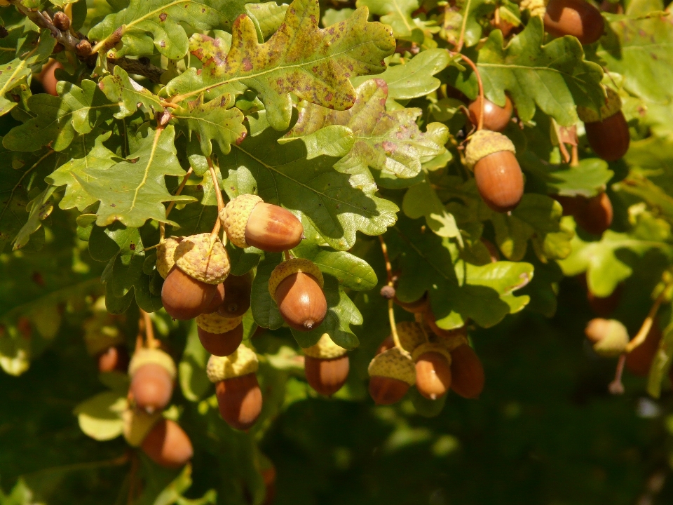 Tree branch blossom plant