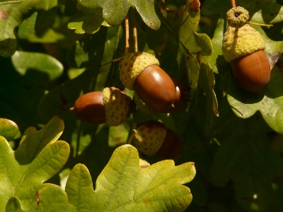 Foto Albero natura ramo pianta