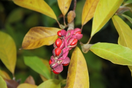 Tree blossom plant leaf Photo