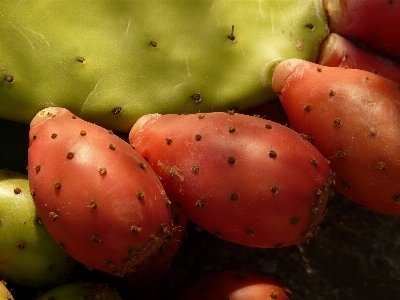 Foto Cacto
 plantar fruta comida