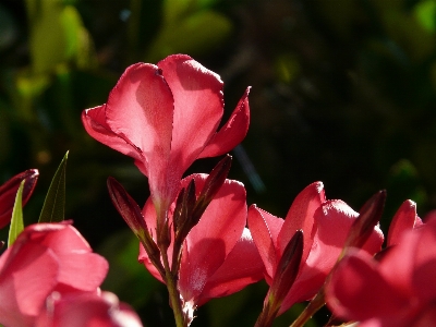 Blossom plant leaf flower Photo