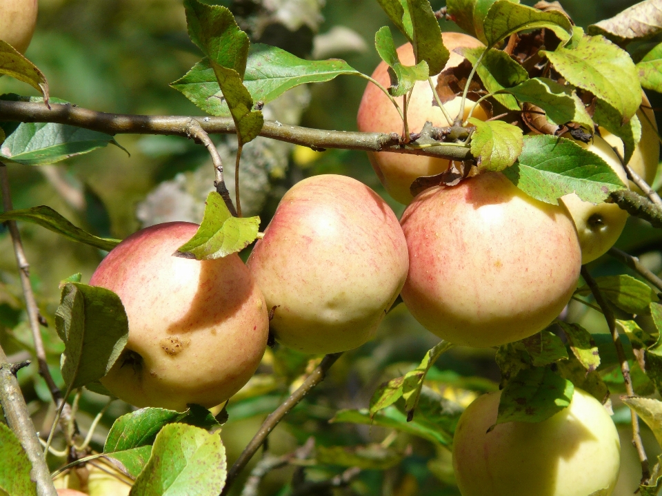 Apple 나무 잔디 나뭇가지