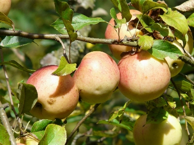 Apple 树 草 分支 照片