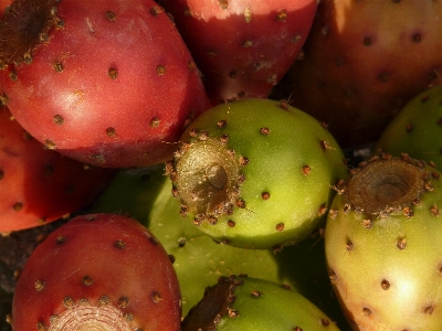 Foto Cacto
 plantar fruta comida