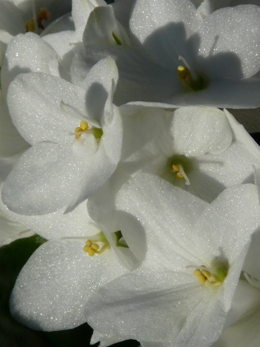 Blossom plant white flower