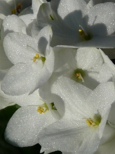 Blossom plant white flower Photo