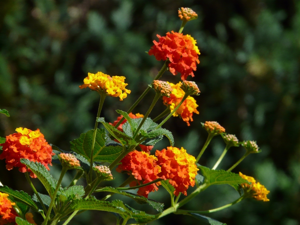 Flor natureza flora plantar