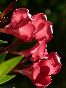 Blossom plant flower petal Photo