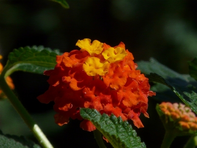 Nature blossom plant leaf Photo