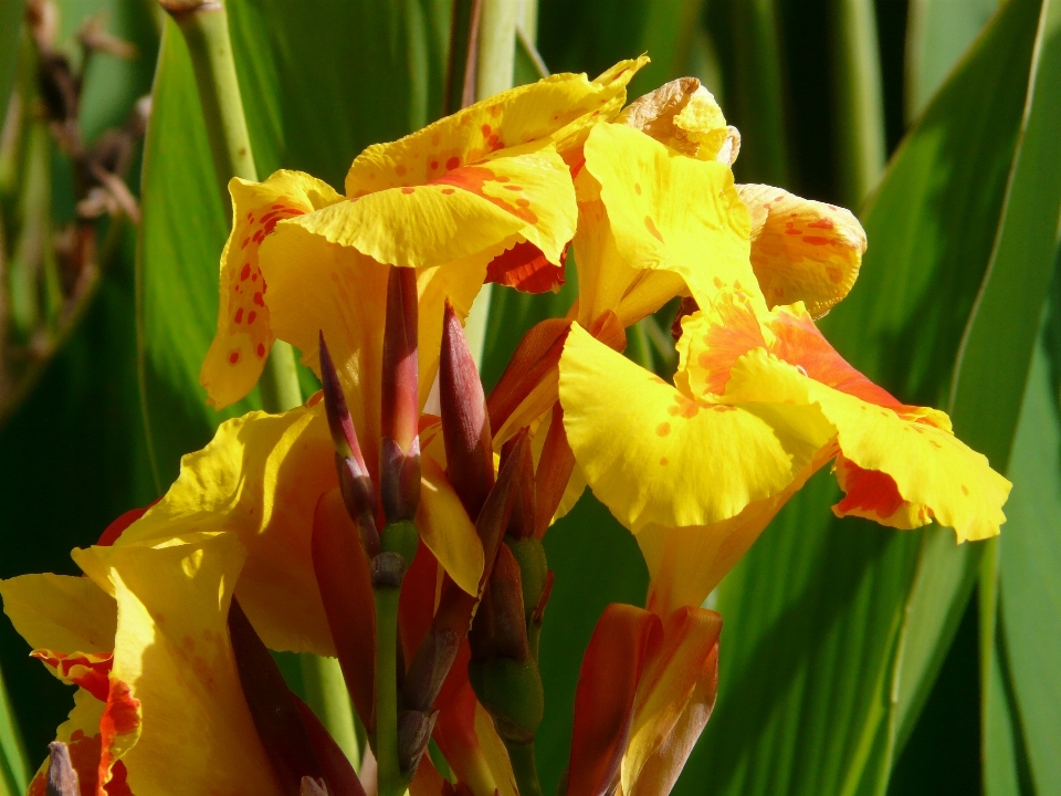 Fiore giallo pianta famiglia canna
