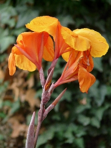 自然 花 植物 葉 写真