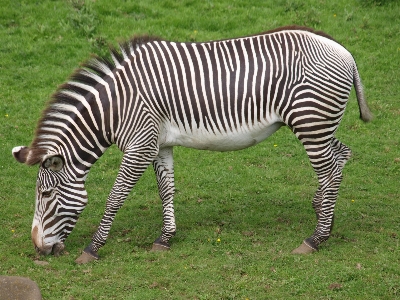 Foto Animali selvatici zoo mammifero fauna