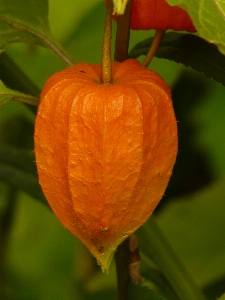 Plant leaf flower cup Photo