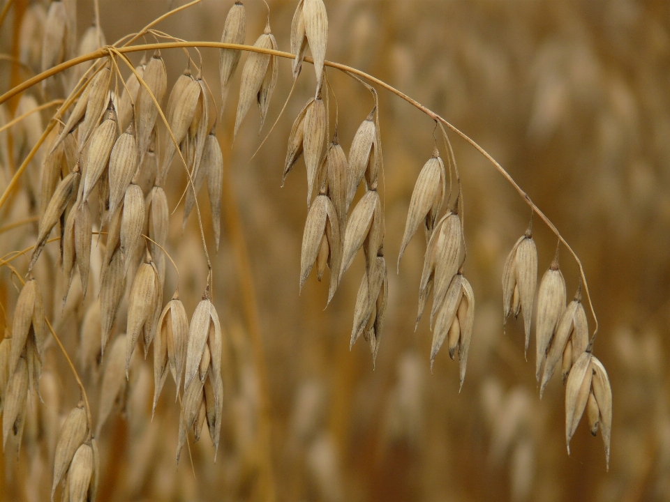 Grass branch plant field