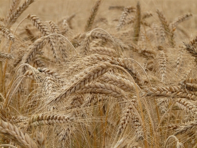 Plant field barley wheat Photo