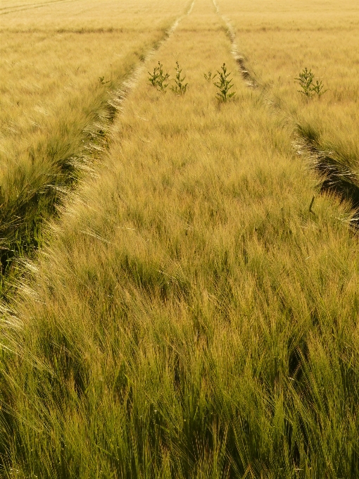 Grass marsh plant field