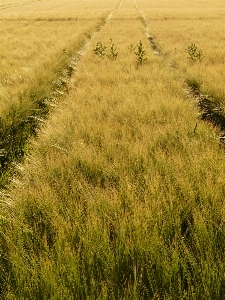 Grass marsh plant field Photo