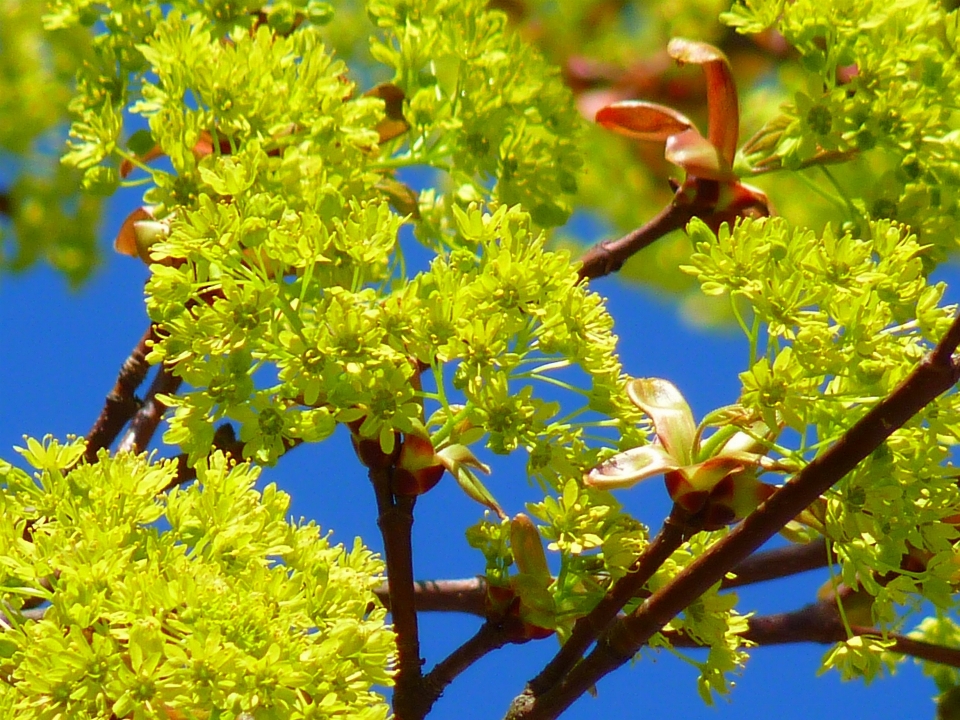 Tree plant flower flora