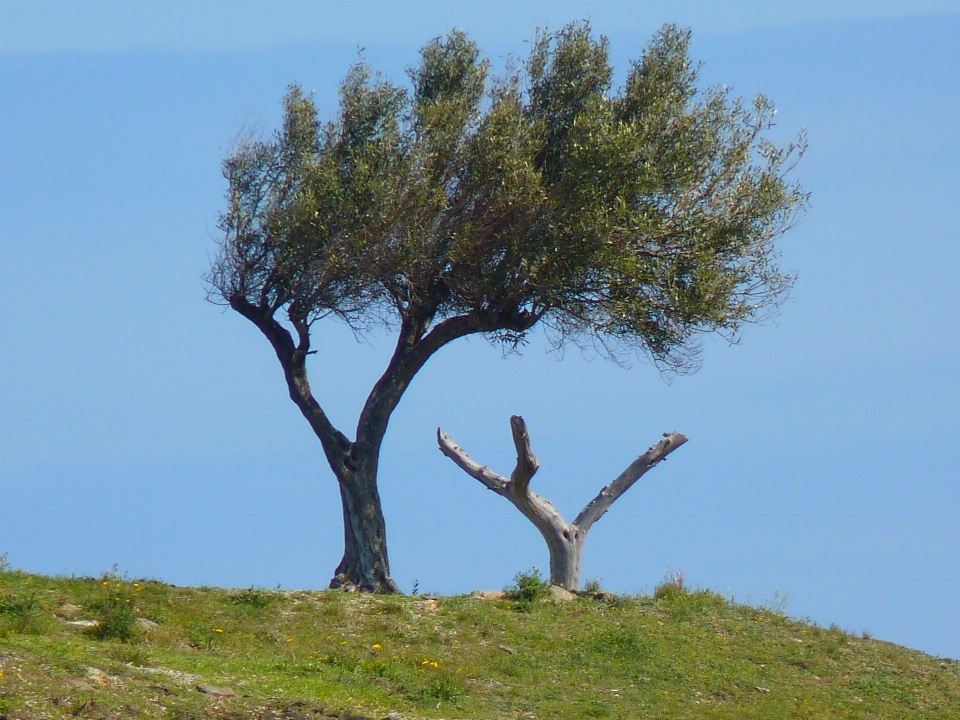 Baum gras zweig anlage