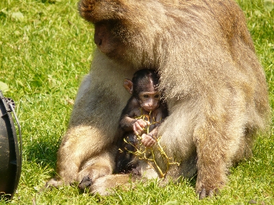 Foto Animal animais selvagens mamífero macaco