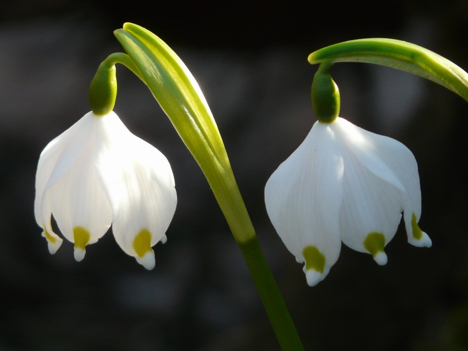 Wald blüte anlage weiss