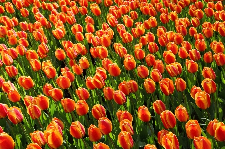 Plant flower petal tulip Photo