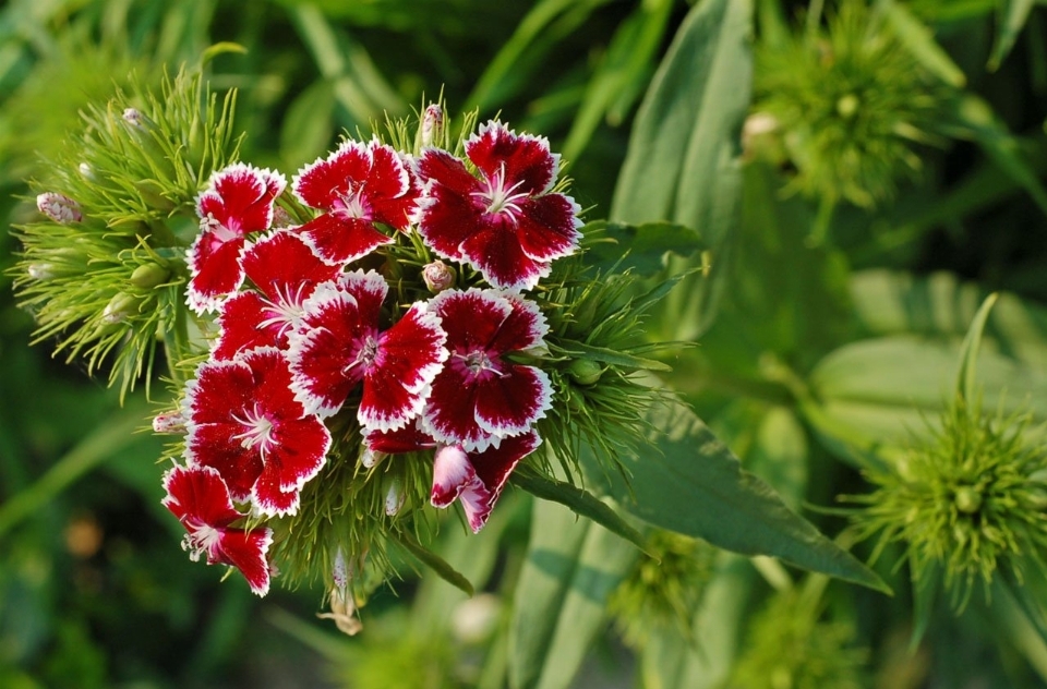 Nature usine prairie
 fleur