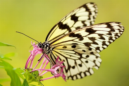 Wing photography flower insect Photo