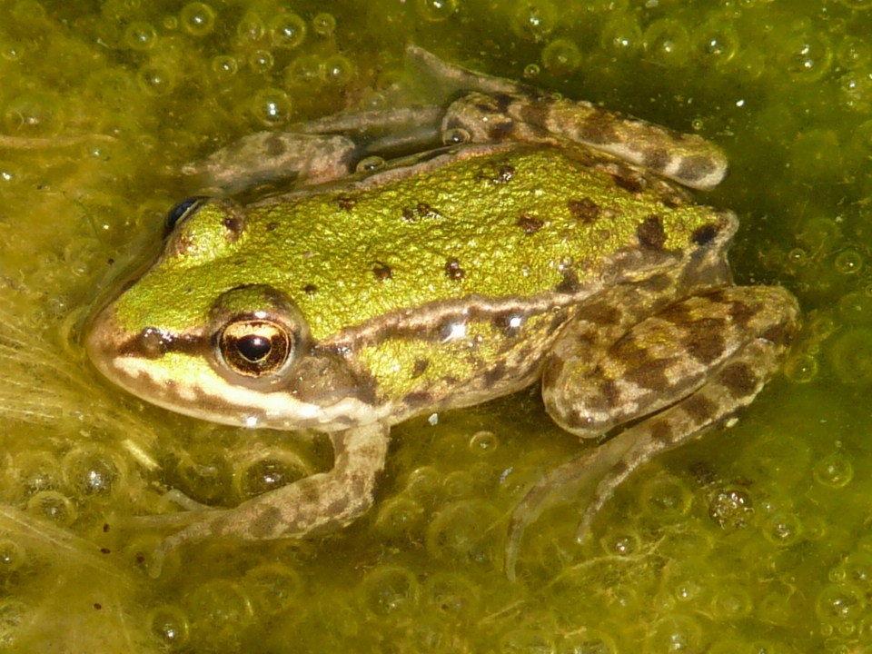 水 動物 野生動物 緑