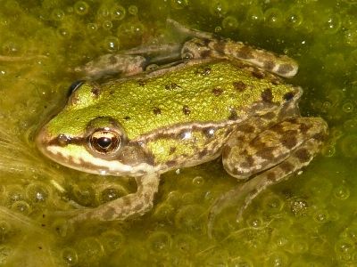 Water animal wildlife green Photo