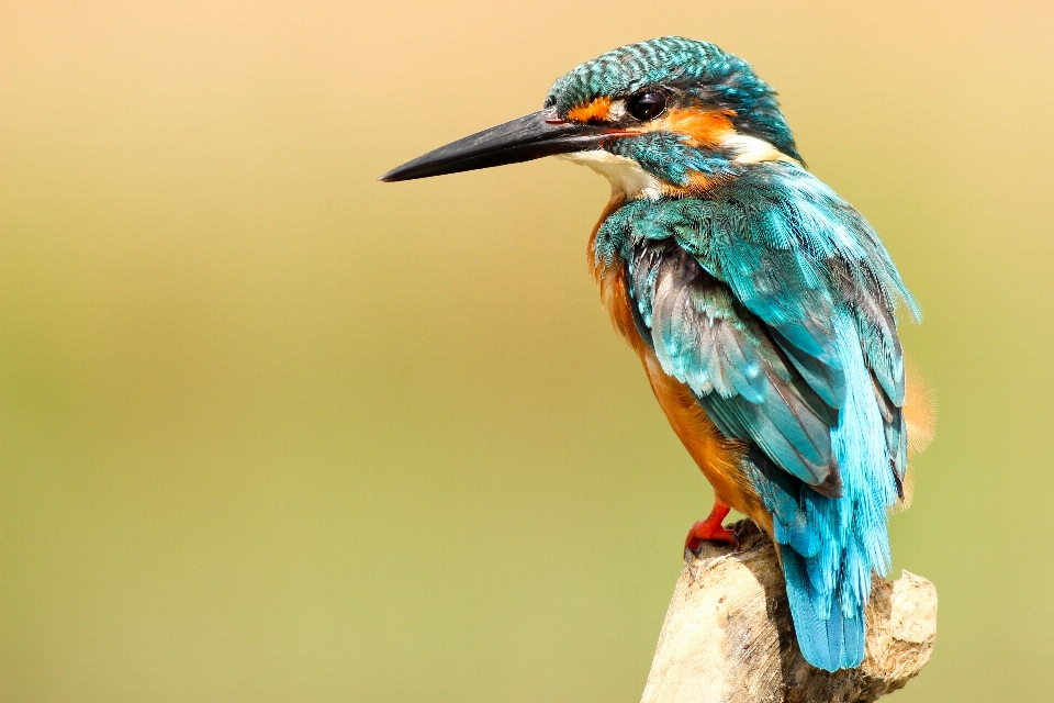 Ramo uccello ala animali selvatici