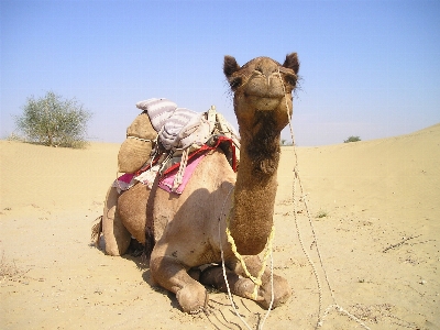 Landscape sand desert transport Photo